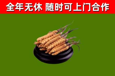 江岸回收冬虫夏草